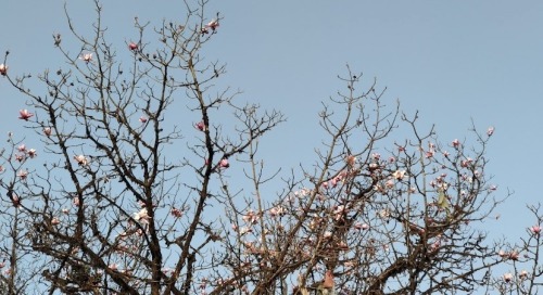 When I See Them, I Can Only Think About Van Gogh’s Almond Blossom If They Were Painted Seasonally.