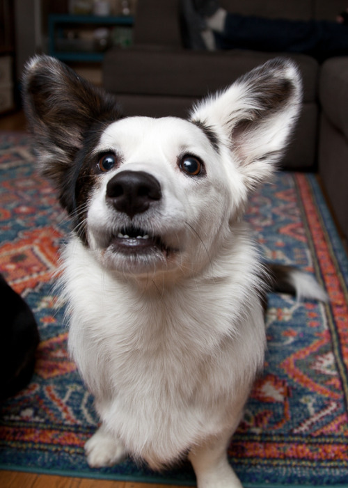 stormycorgis:Tricks for fish treats.  They love these treats.