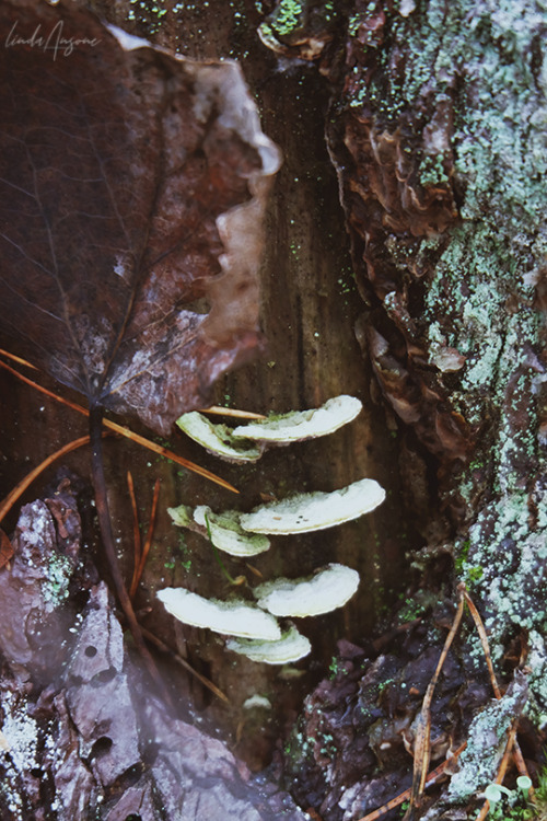 lindagoesmushrooming