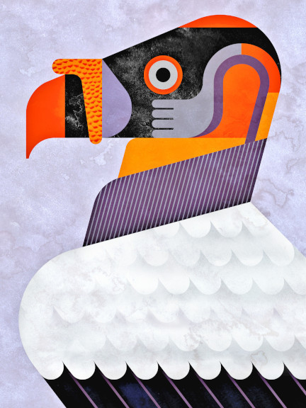 jevajeva:King Vulture, Sarcoramphus papa