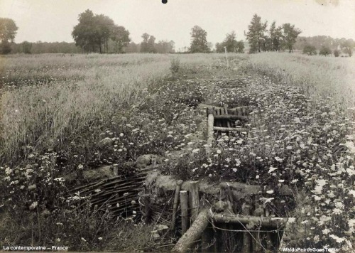 waldopeircegoestowar: “Nature heals quickly with even a small chance. Trenches of a year ago, 