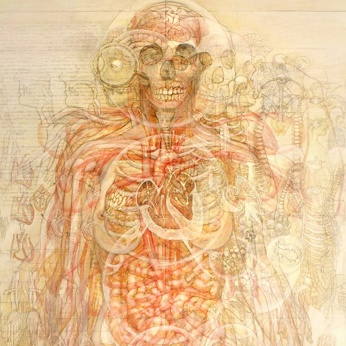 devidsketchbook: HUMAN ANATOMY BY CASEY CRIPE Artist, Scientist Casey Cripe (flickr / vimeo) - &ldqu