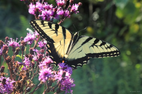 Appalachia’s Late Summer Gifts, Panel 2: warm days, cool nights, soft sunlight, surging wildflowers,