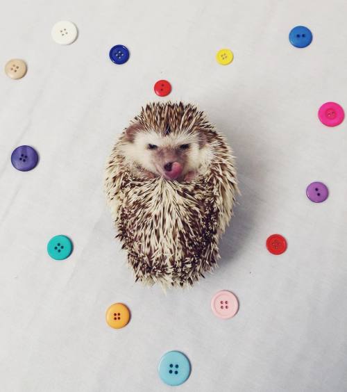 thehappysorceress:archiemcphee:Please join the Department of Impossible Cuteness in welcoming their 