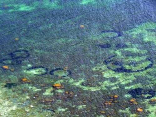 Baltic fairy rings explained Strange formations in the eelgrass up to 15 metres across found in shal