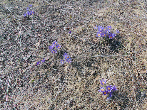 Spring Flowers...