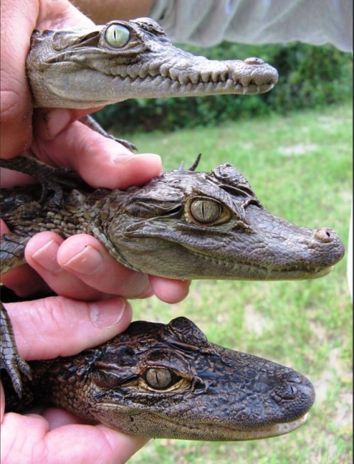 tyrantisterror: squatch88-3: Crocodile, caiman, alligator Good children who never do no wrong