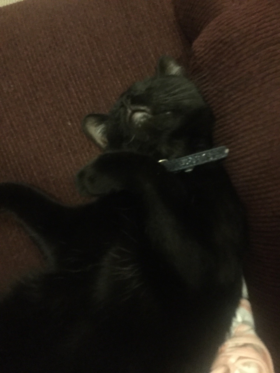 Unflattering Cat Selfies