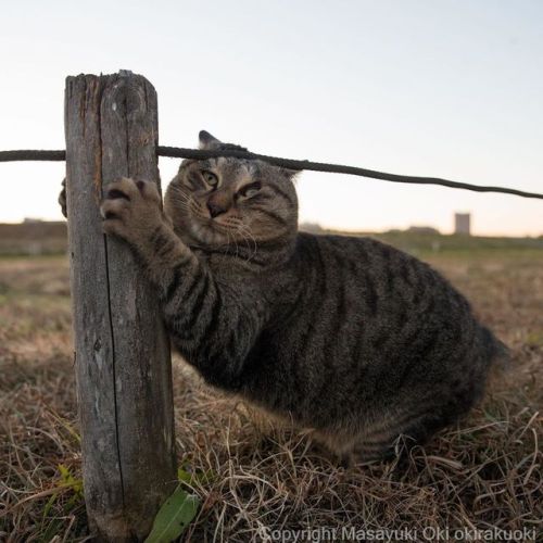 okirakuoki: 爪とぎしながらヒモに匂いもつけたい。 おはようございます。 Good morning from Tokyo Japan ☀️ #cat #ねこwww.insta