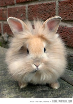 the rare dust bunny duster bunny