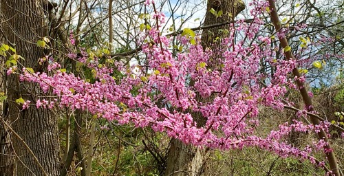 Redbud (Cercis canadensis), Fairfax, ole Virginny, 2016.Redbud, one of the few native species with e