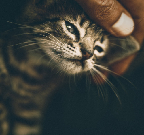 owls-n-elderberries:  untitled by Alvarictus on Flickr. 