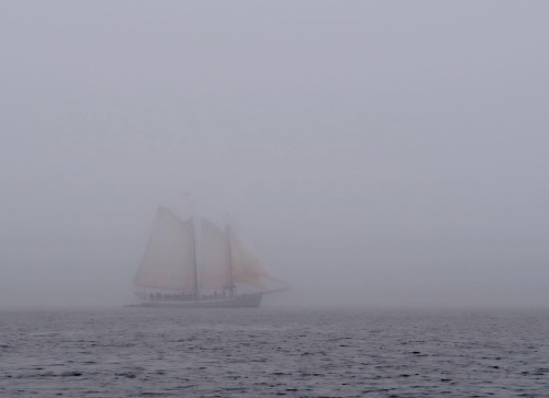 Foggy June