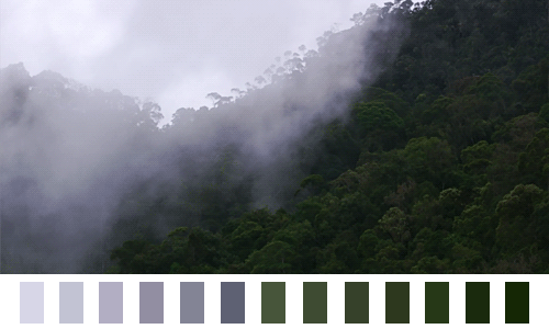 naturalpalettes:  Borneo rainforest, Indonesia.