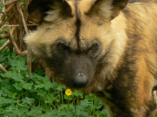 I don&rsquo;t think I post enough African wild dogs, so I thought I&rsquo;d make a photoset!