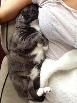cuteanimalspics:  cat fell asleep buried in my armpit (Source:…