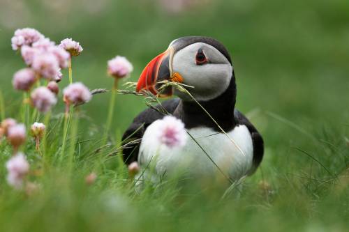 peacephotography: Puffins on Lunga island, Scotland.Photograph: Murdo MacLeod