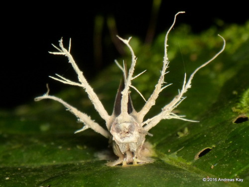 Deceased insects infected with entomopathogenic fungus, Ecuador.An entomopathogenic fungus is a fung