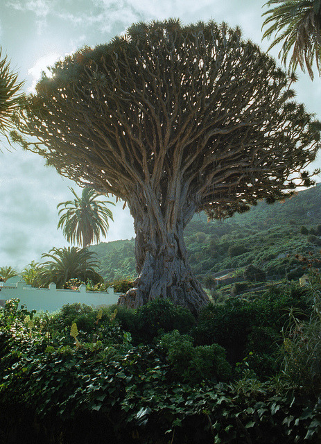 The ancient Dragon Tree of Icod de los Vinos, Tenerife, Spain (by Lano Ling).