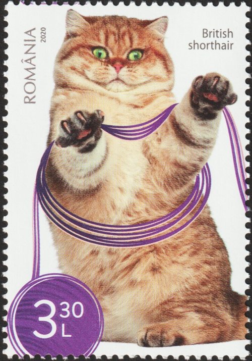 two 2020 Romanian stamps from a series on cats [id: two postage stamps, both with images of British 