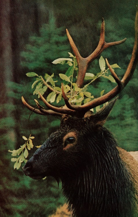 lemon-pledge-laverne: Jousting with a willow, a bull elk wins a garland for his trouble National Geo