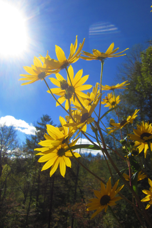 October 2015 - Swamp SunflowersThese are by far the most stunning things going in the garden right n