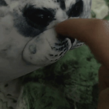 Seal Plushies