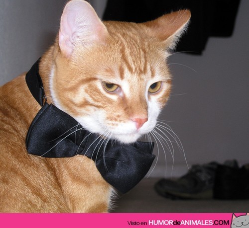 4risas:   Gato con pajarita  a quien les recuerda
