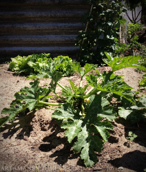 Sunday gardening! Cabbage, lettuce, zucchini, green beans… (before watering).