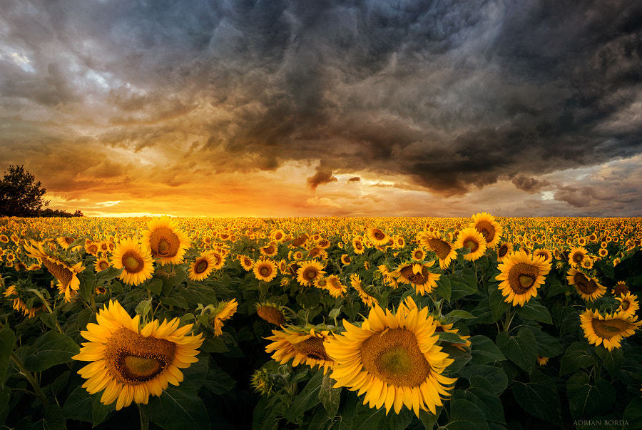 Suncokreti-sunflowers - Page 6 Tumblr_ovs73g5Fb71u3233wo2_1280