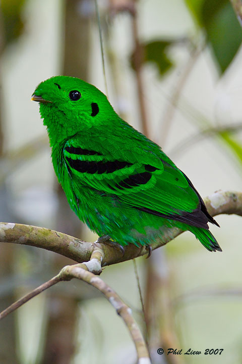 end0skeletal: The green broadbill is a small bird in the broadbill family endemic to forests of Born