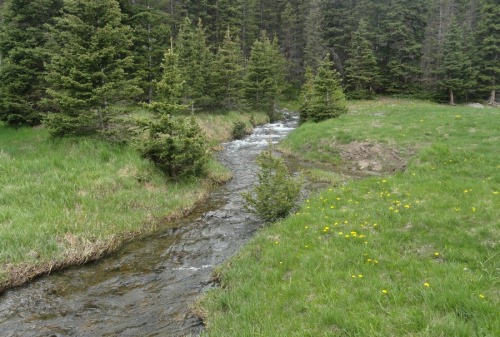 sleep-garden: Goodwin Creek / 6.21.14 - 6.22.14.