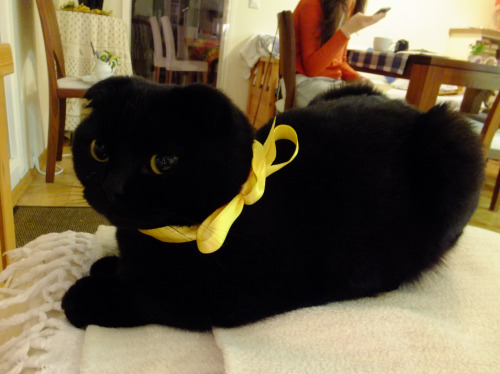 danadelions:  Zoey is such a dapper little lady ♪ 
