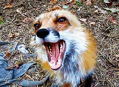 acid-nymph:  this-squirrel-is-on-fire:  wow i thought foxes were supposed to be dangerous