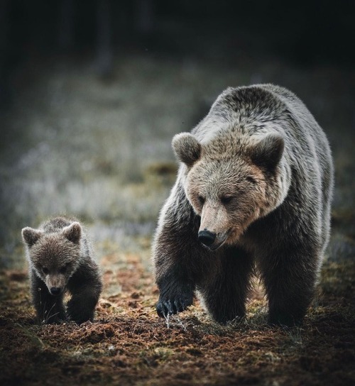 renamonkalou:  We are family! 📷 Stian Norum Herlofsen