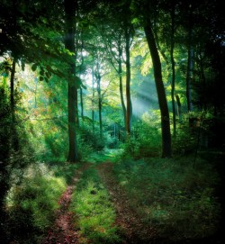 silvaris:  Sunlight in the Woods by Ceri Jones 
