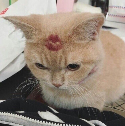 G-gatitos??