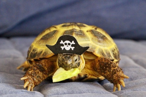 thewhimsyturtle:ARRRRRR!!!  It be International Talk Like a Pirate Day!  Watch ou’, 