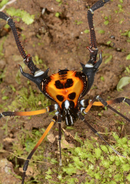 glumshoe:I have such a love for weird South American opiliones. These are harvestmen–also called dad