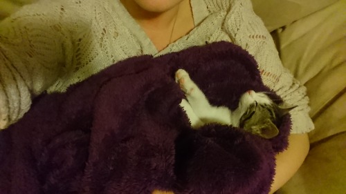 Always blanket cat!