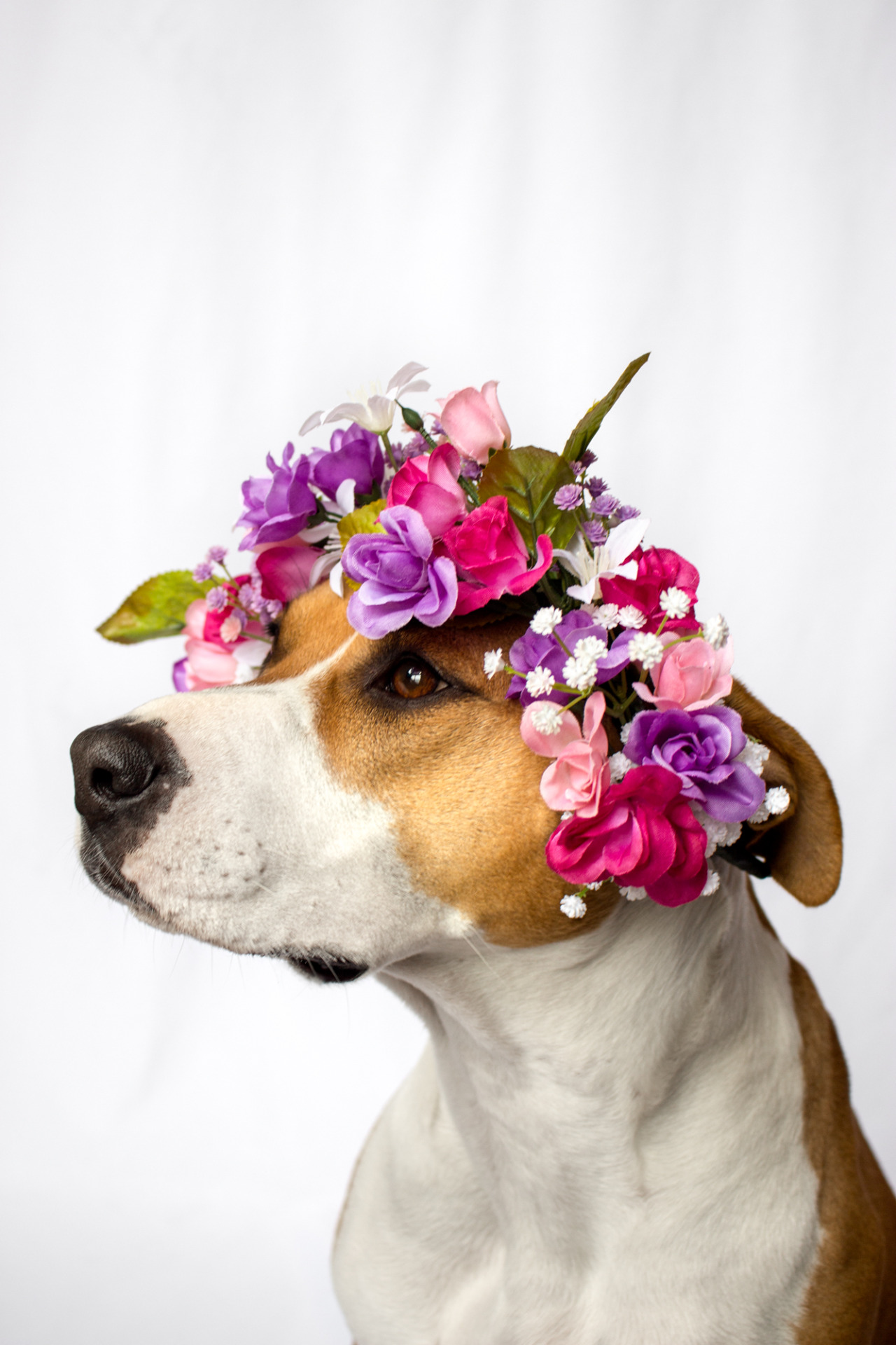 rylee-blue:  Ethereal flower goddesses. 