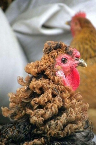 growtiredofpublicvulnerability:worldfastcararchived:a chicken with curly featherswhat