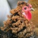 growtiredofpublicvulnerability:worldfastcararchived:a chicken with curly featherswhat