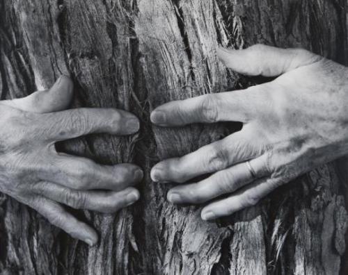 wishbzne:woman’s hands, wynn bullock (1956) / une femme mariée, jean-luc godard (1964)