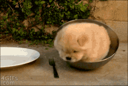 thefutureisdoomed:  4gifs:  Some say he’s still stuck in that bowl. [video]  my brain read that caption in morgan freemans voice