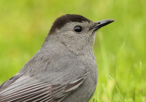 Gray Catbird