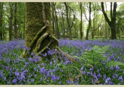 pagewoman:   Coed Aber Artro, Snowdonia,