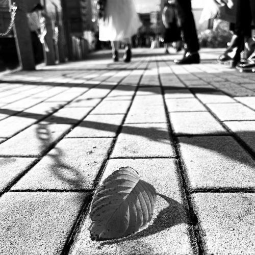 落ち葉 - A fallen leaf / iPhone 12 Pro Max & Snapseed, 20211120 . . 掃除や洗濯を淡々とこなす。 . . #spicollectiv