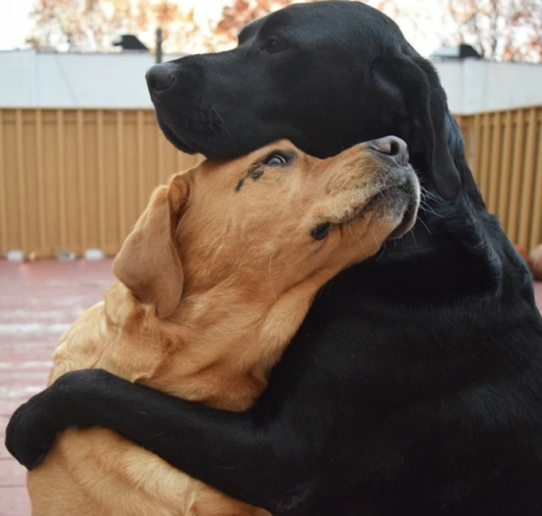 Yellow Labs are such good dogs Well all Labs from what I can see