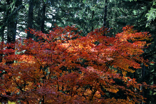 Japanese Maple